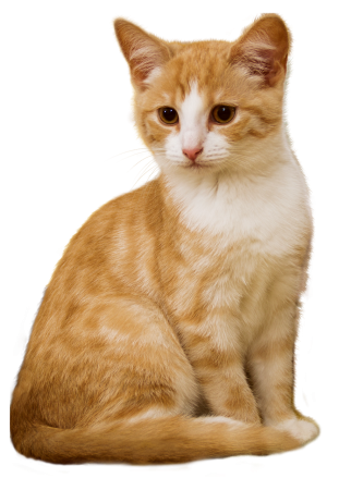 cat-2669554_1280