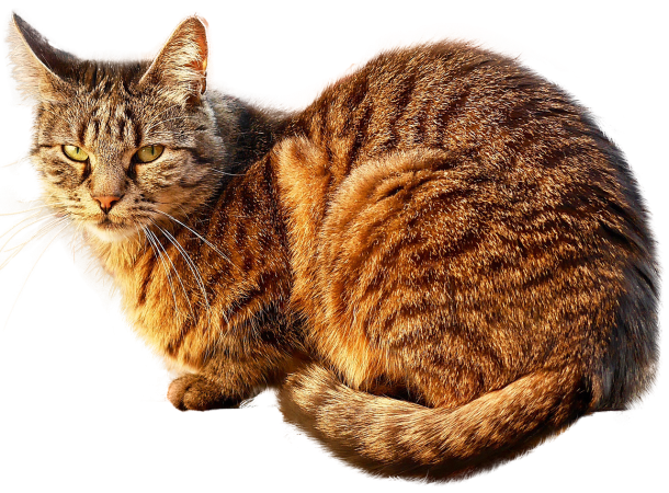 cat-free-2973097_1280