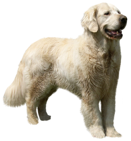dog-cropped
