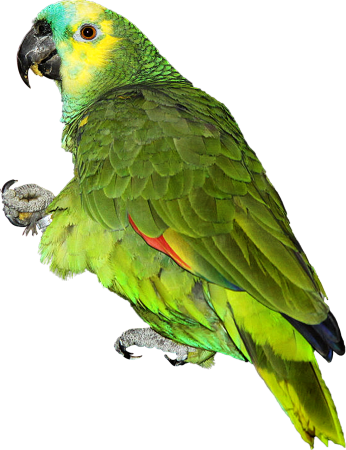 parrot-1474370_1280